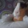 karol3616