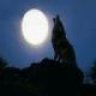 White_Wolf